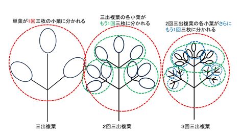 三出複葉植物|複葉植物の戦略